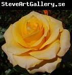unknow artist Realistic Yellow Rose